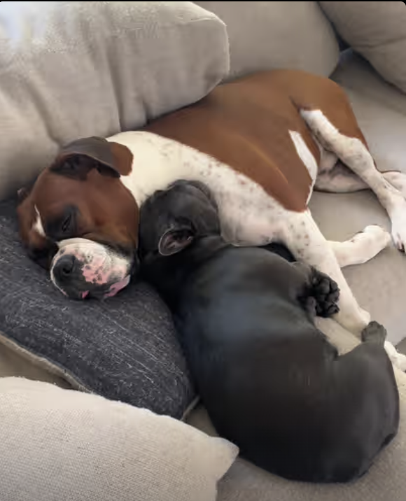 Frenchie found the best sleeping spot !!!